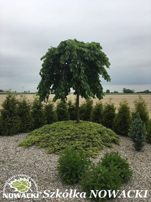 Ulmus 'Camperdownii' / wiąz górski