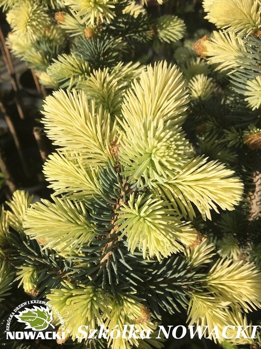 Picea pungens 'Białobok' / świerk kłujący