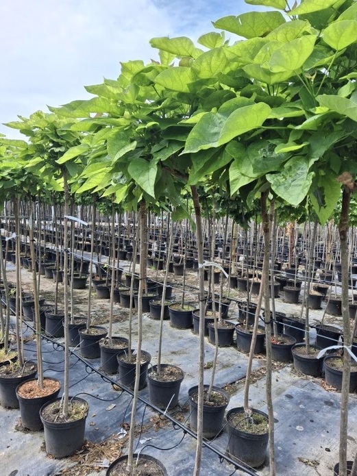 Catalpa bignonioides 'Nana' / katalpa / surmia