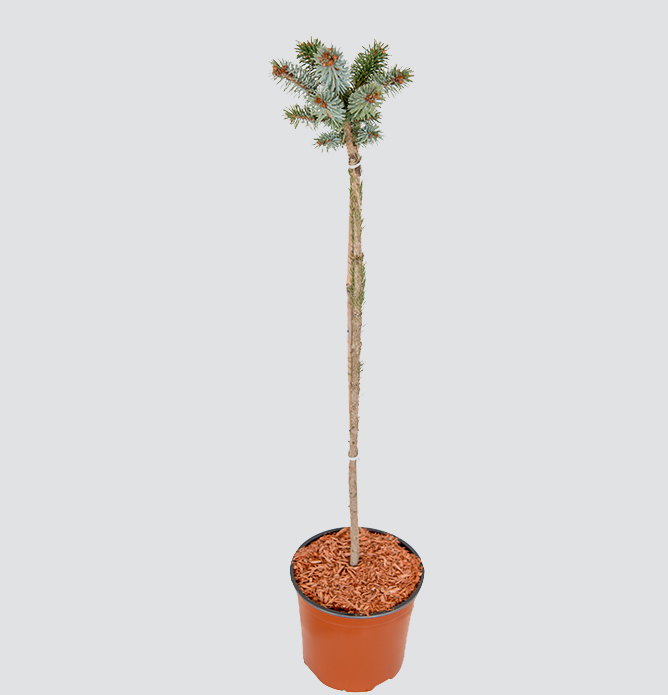 Picea sitchensis 'Silberzwerg' / świerk sitkajski