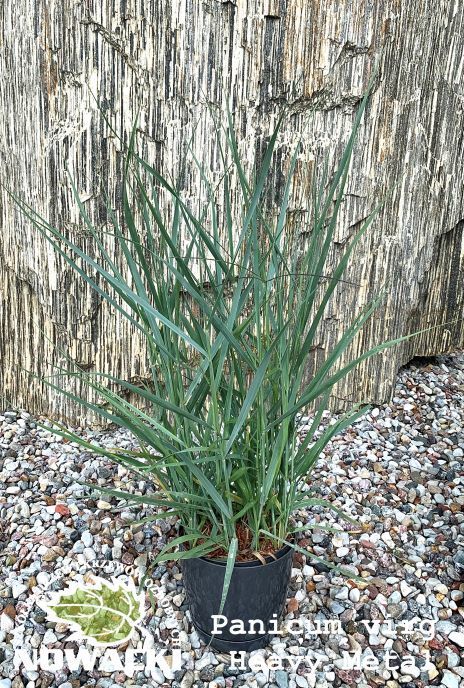 Panicum virgatum 'Heavy Metal' / proso rózgowate