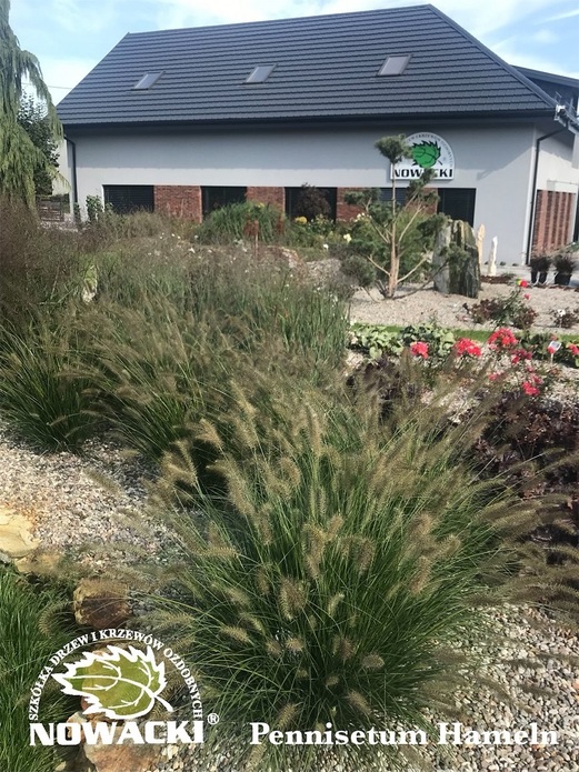 Pennisetum alopecuroides 'Hameln' / rozplenica japońska