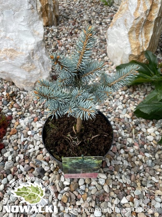 Picea pungens 'Glauca Globosa'