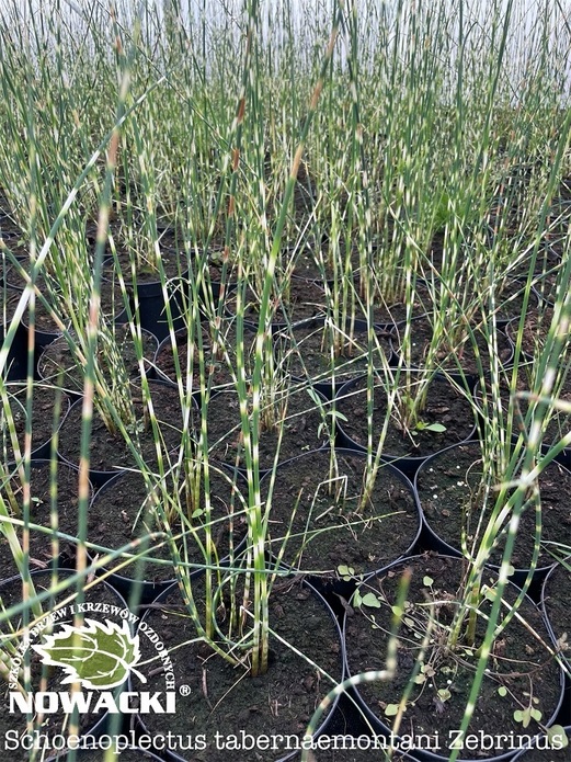 Schoenoplectus tabernaemontani 'Zebrinus' / oczeret Zebrinus