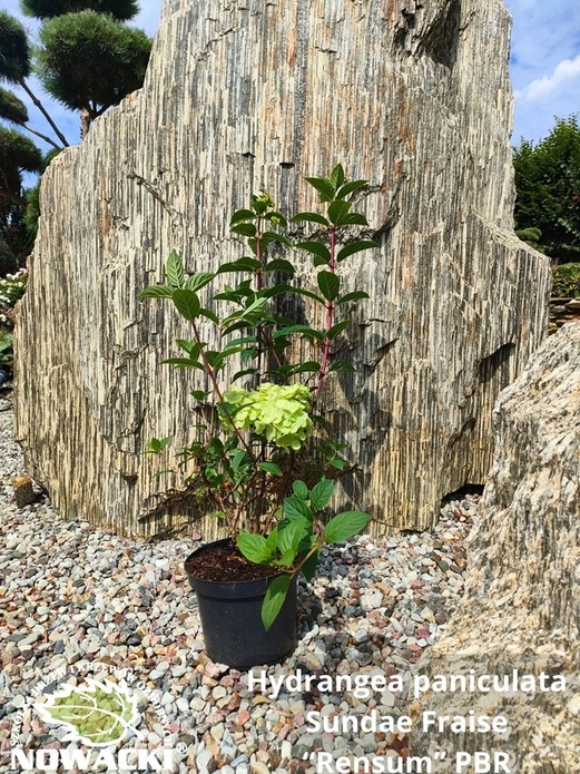 Hydrangea paniculata Sundae Fraise 'Rensun' 'PBR / hortensja bukietowa