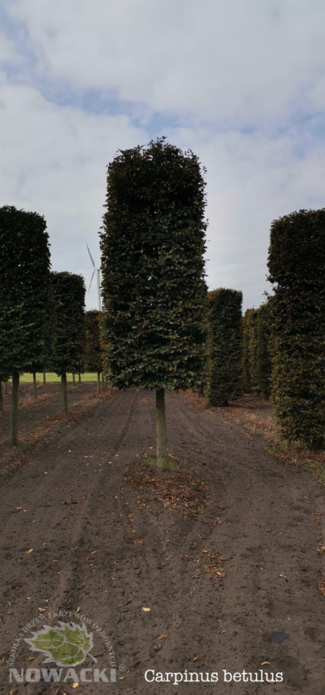 Carpinus betulus (kostka) / grab pospolity