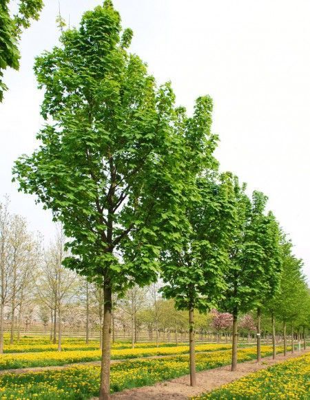 Acer platanoides / klon zwyczajny