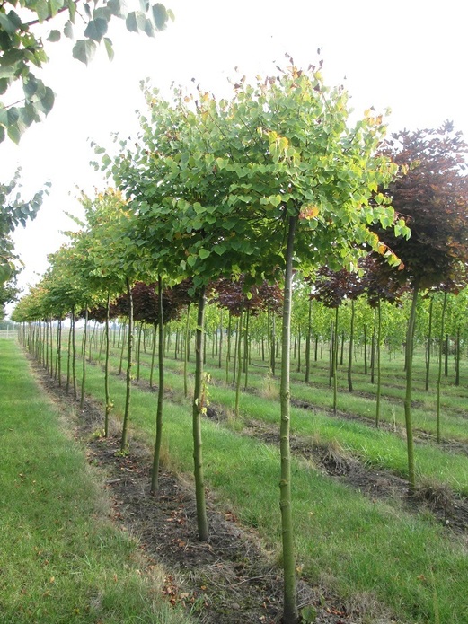 Tilia cordata 'Simone' / lipa drobnolistna