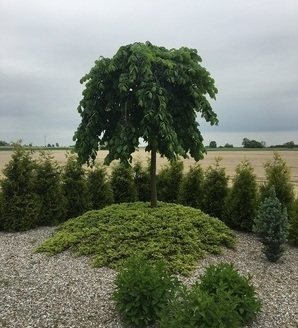 Ulmus 'Camperdownii' / wiąz górski