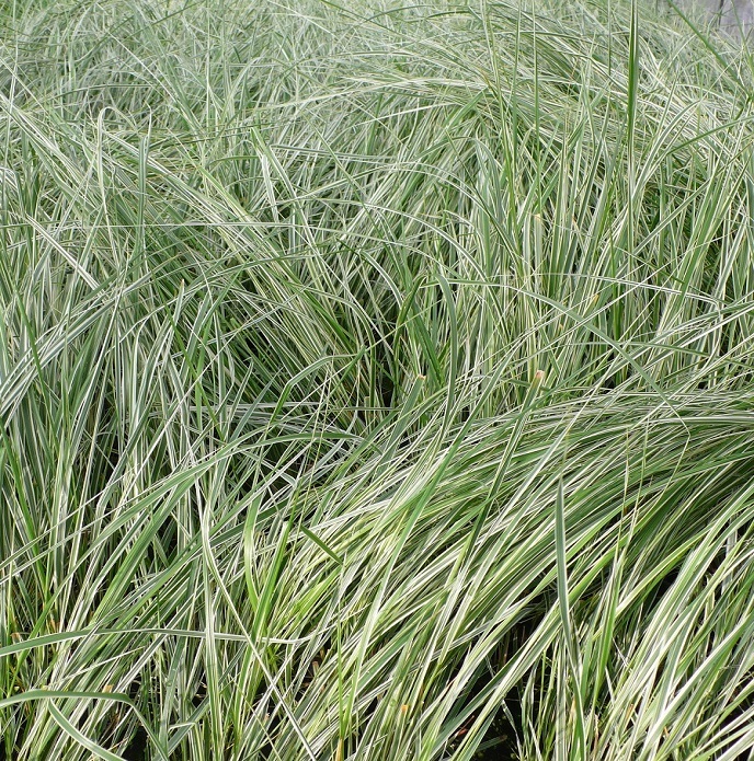 Calamagrostis x acutiflora 'Overdam' / trzcinnik ostrokwiatowy