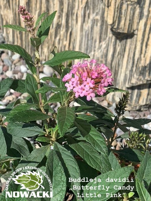 Buddleja davidii "Butterfly Candy Little Pink"® / budleja Dawida