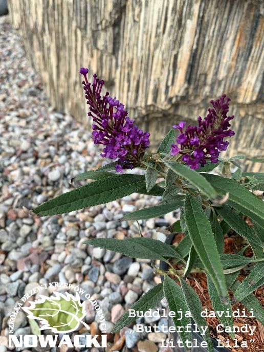 Buddleja davidii 'Butterfly Candy Little Lila'® / budleja Dawida