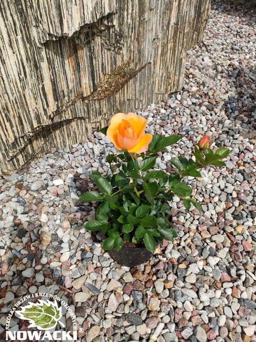 Rosa 'Fleur'™ Palace®Poulprl068(N) / róża rabatowa