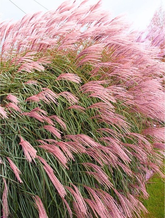 Miscanthus sinensis 'Flamingo' / miskant chiński 'Flamingo'