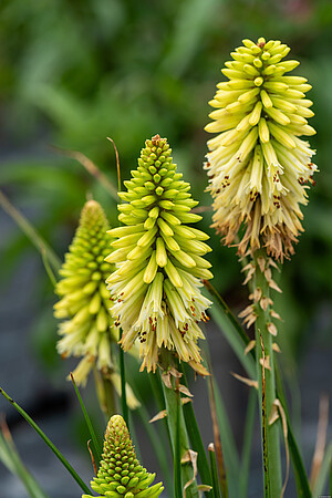Kniphofia x hybrida 'Poco Citron'® / trytoma groniasta