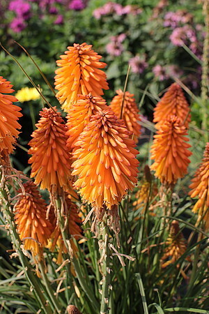 Kniphofia x hybrida 'Poco Orange' / trytoma groniasta