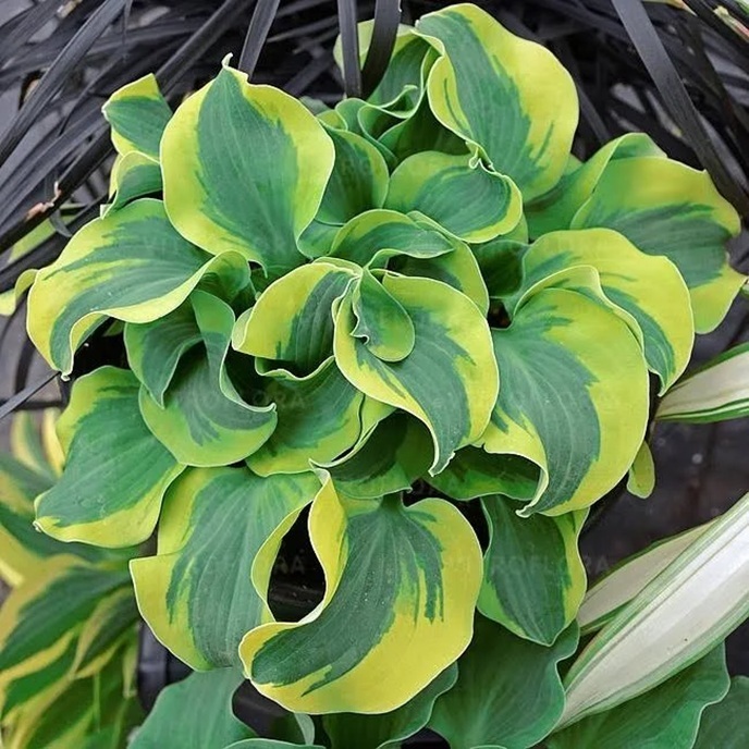 Hosta hybrid 'School Mouse' / funkia