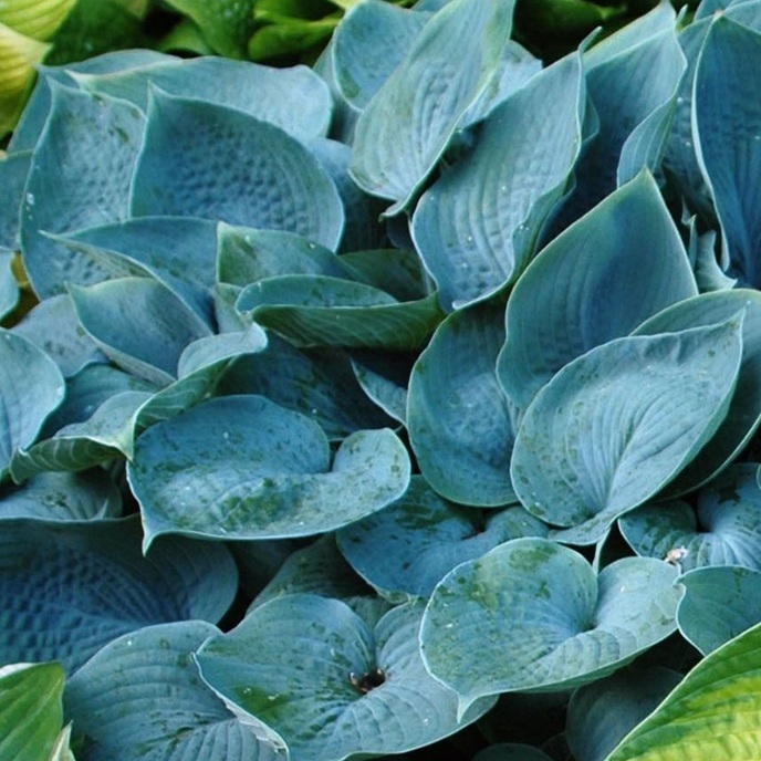 Hosta hybrid 'Fragrant Blue' / funkia