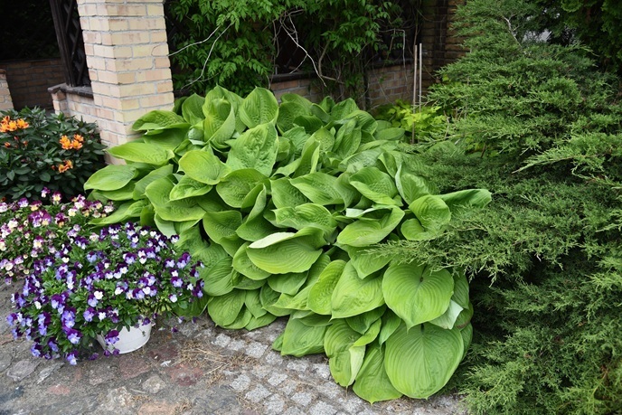 Hosta hybrid 'Sum and Substance' / funkia