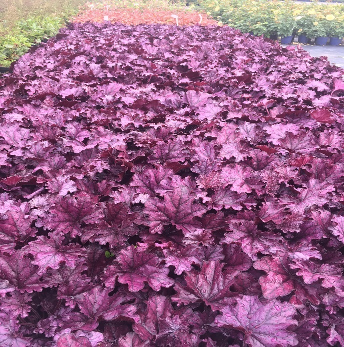 Heuchera hybrida 'Forever® Purple' / żurawka