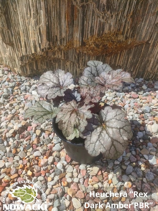 Heuchera hybrida 'Rex Dark Amber'PBR / żurawka