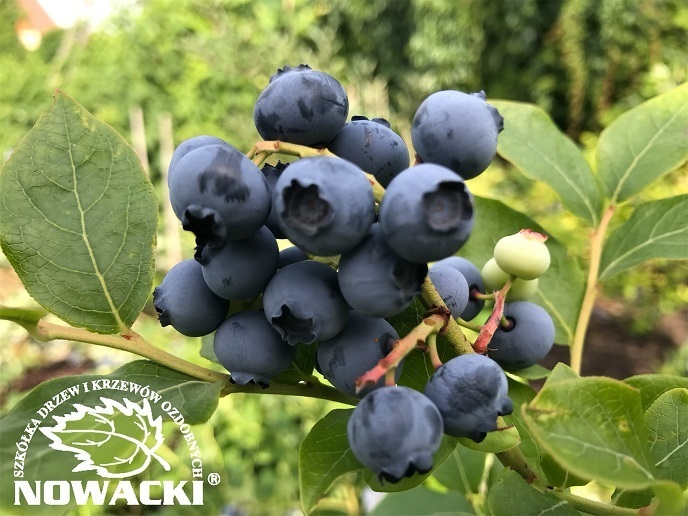 Vaccinium corymbosum 'Bluegold' / borówka amerykańska / borówka wysoka