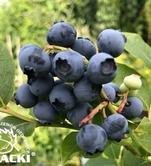 Vaccinium corymbosum 'Hannah's Choice' / borówka amerykańska / borówka wysoka