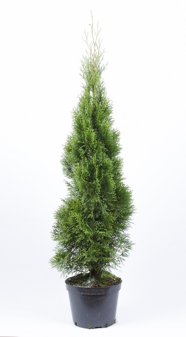 Thuja occidentalis 'Smaragd' / Żywotnik zachodni