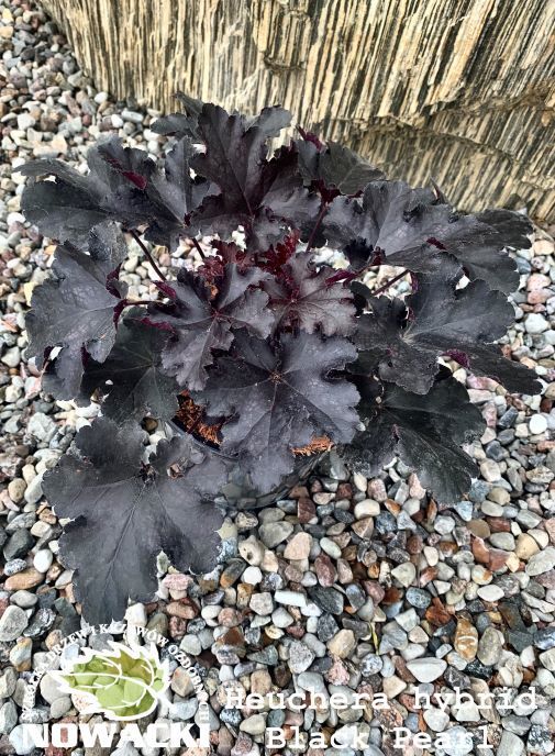 Heuchera hybrida 'Black Pearl' / żurawka
