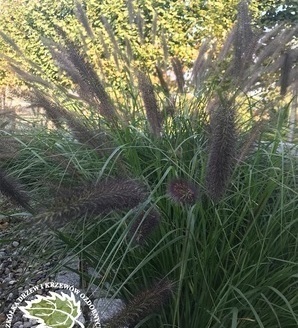 Pennisetum alopecuroides 'Red Head'