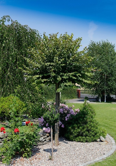 Tilia cordata 'Simone' / lipa drobnolistna