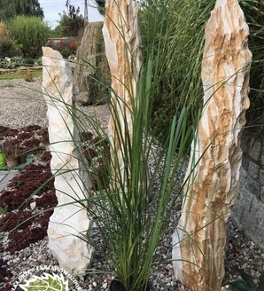 Pennisetum alopecuroides 'Foxtrot' / rozplenica japońska