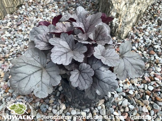 Heuchera hybrida 'Silver Gumdrop' PBR / żurawka