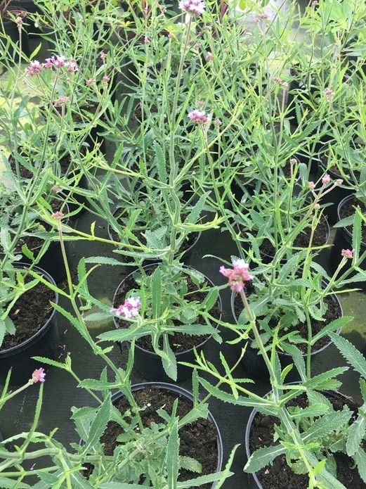 Verbena bonariensis 'Lollipop' / werbena patagońska 'Lollipop'
