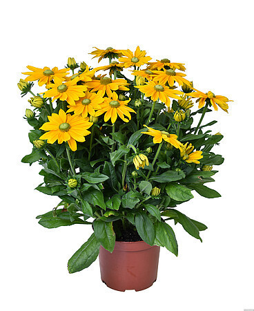 Rudbeckia x hybrida 'Sunbeckia®Ophelia' / rudbekia 