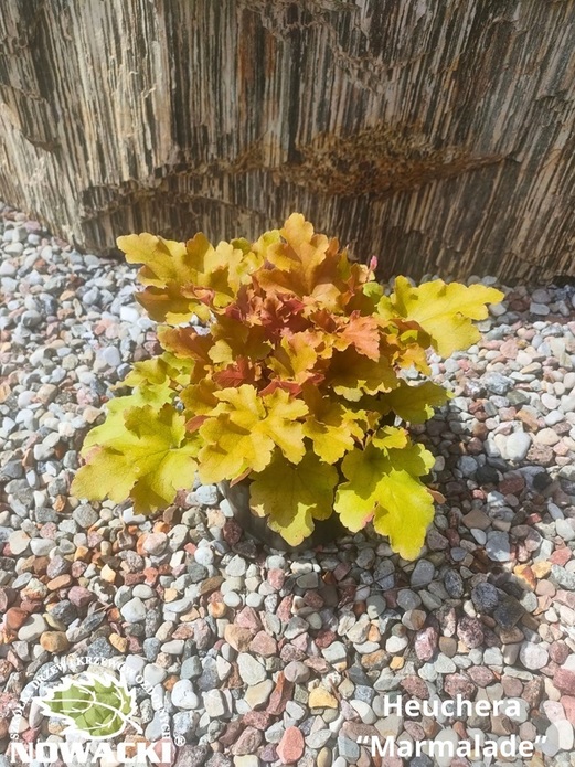 Heuchera hybrida 'Marmalade' / żurawka