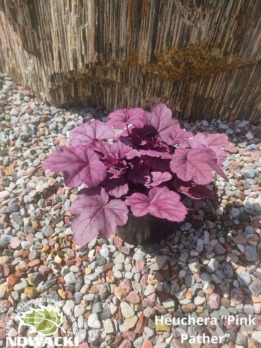 Heuchera hybrida 'Pink Panther'PBR / żurawka
