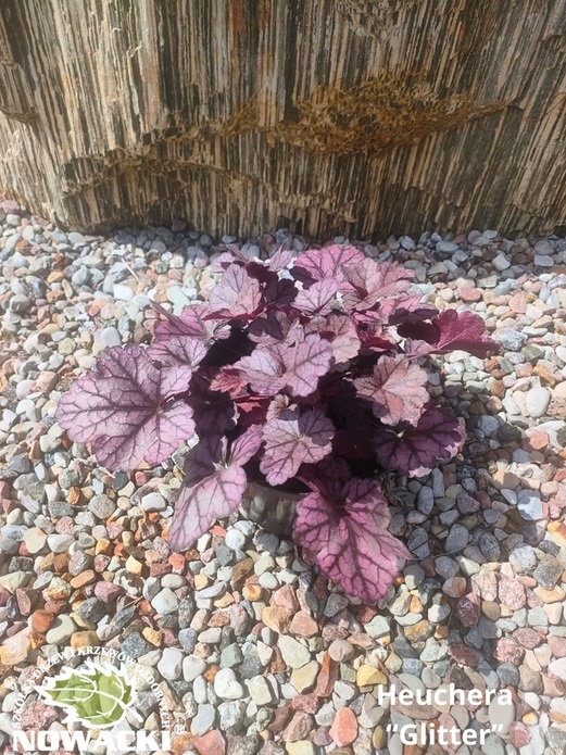 Heuchera hybrida 'Glitter' / żurawka
