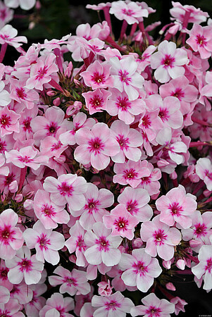 Phlox paniculata 'Early®Pink' / floks wiechowaty