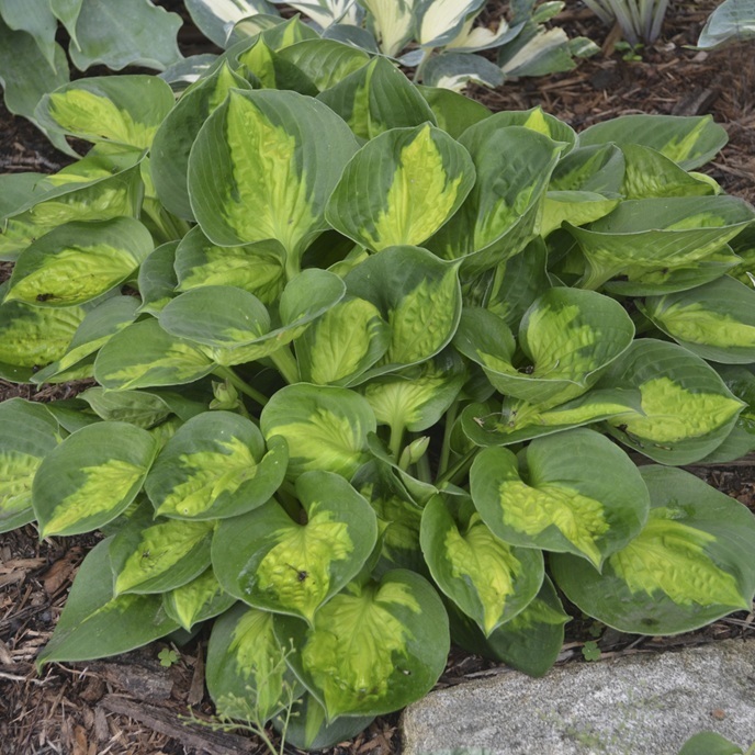 Hosta sieboldiana 'Pocketfull of Sunshine'® / hosta