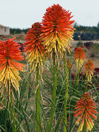 Kniphofia x hybrida 'Poco Daybreak' / trytoma groniasta