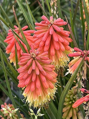 Kniphofia x hybrida 'Rocket Jr'/ trytoma groniasta