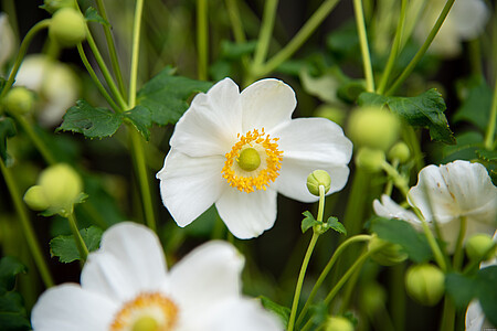 Anemone hybrida 'Summer Breeze Snow' / zawilec mieszańcowy