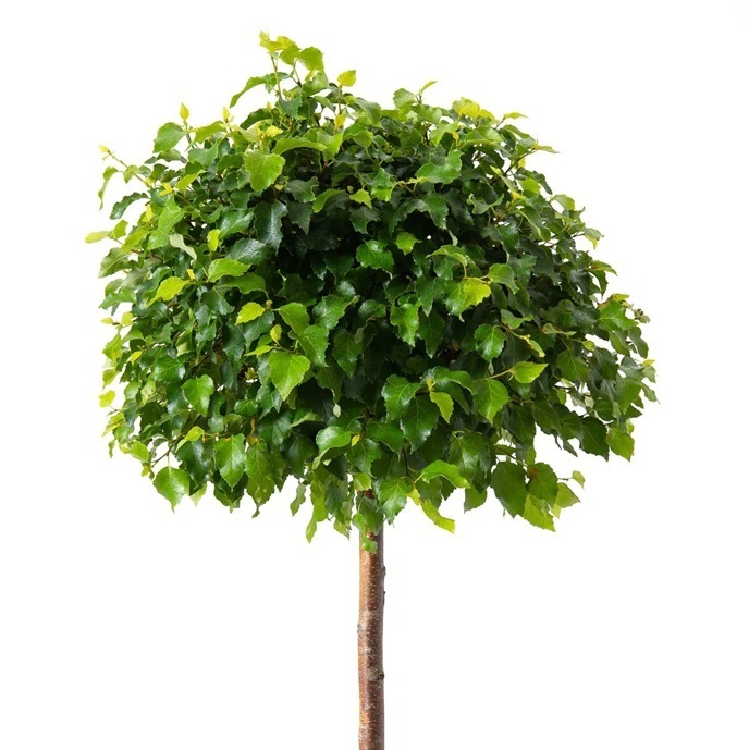Betula pendula 'Magical Globe' / brzoza brodawkowata