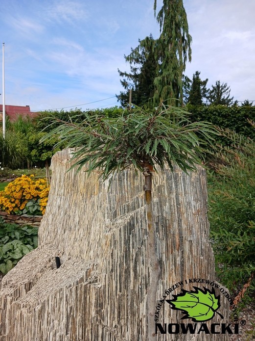 Fagus sylvatica 'Mercedes' / buk zwyczajny