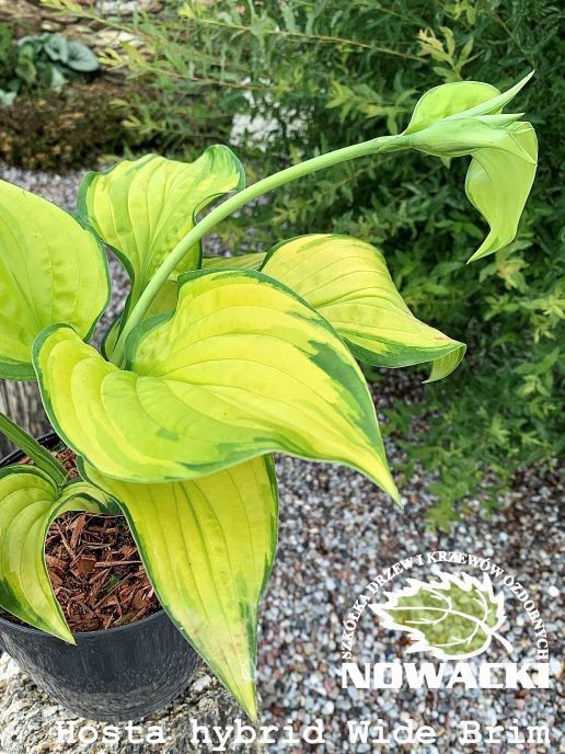 Hosta hybrid 'Wide Brim' / funkia
