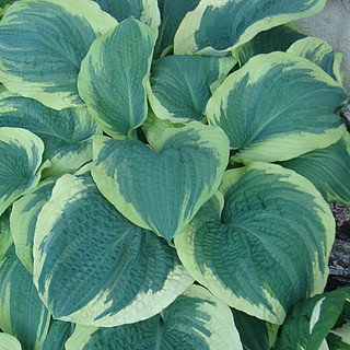 Hosta 'American Hallo' / funkia