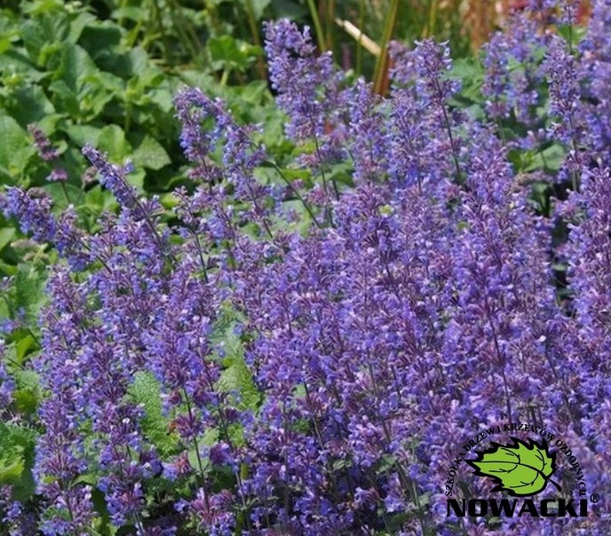 Nepeta faassenii 'Purrsian Blue'PBR / kocimiętka