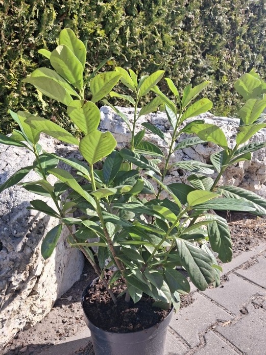 Prunus laurocerasus 'Novita' / laurowiśnia