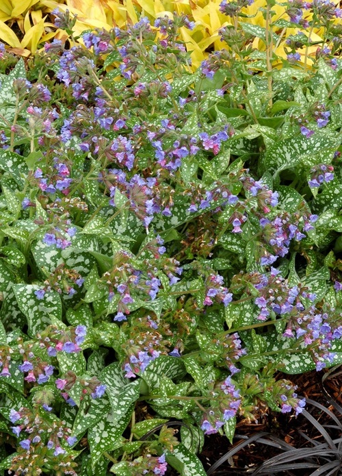 Pulmonaria 'Trevi Fountain' / miodunka